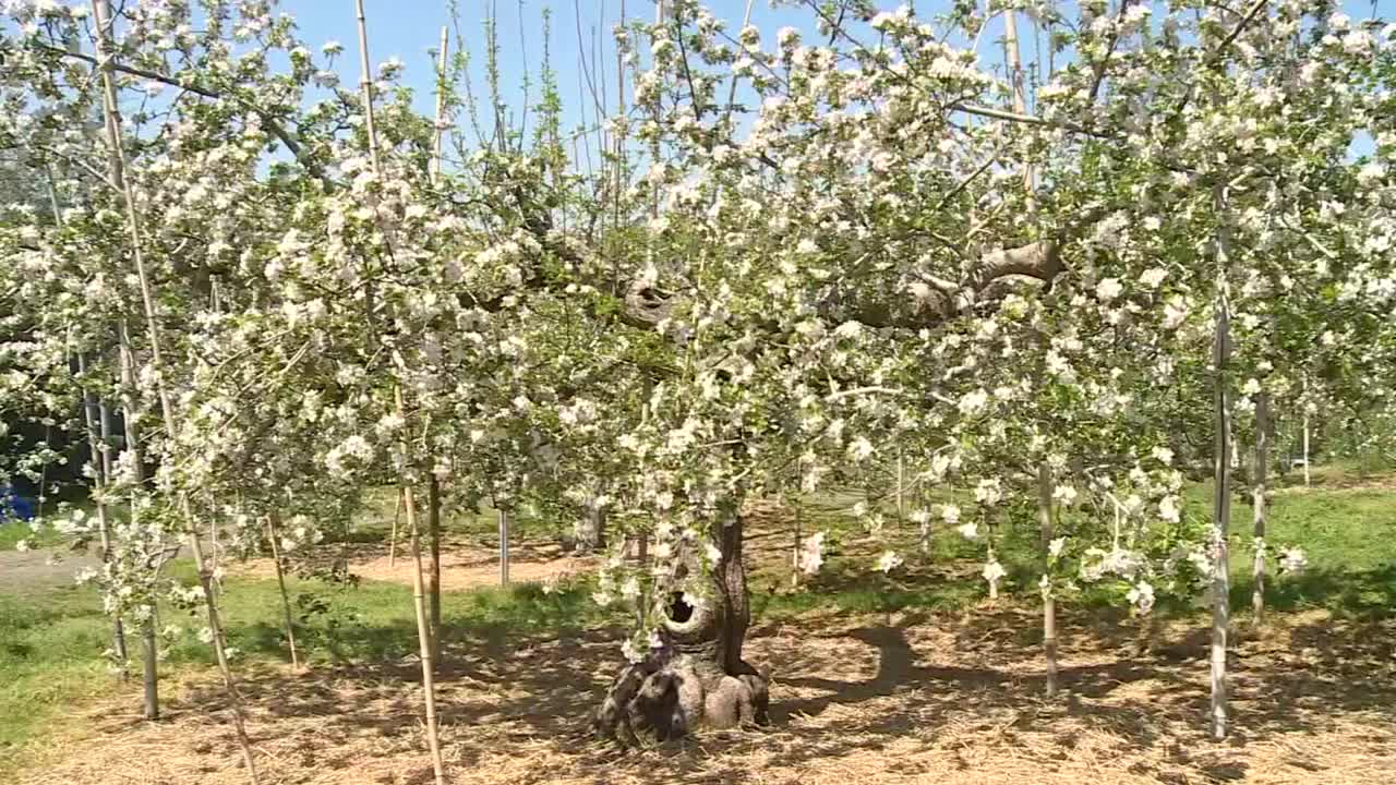 日本茨城县，一棵开花的苹果树视频素材