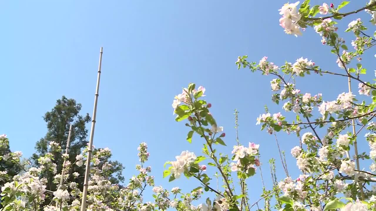 日本茨城县，一棵开花的苹果树视频素材