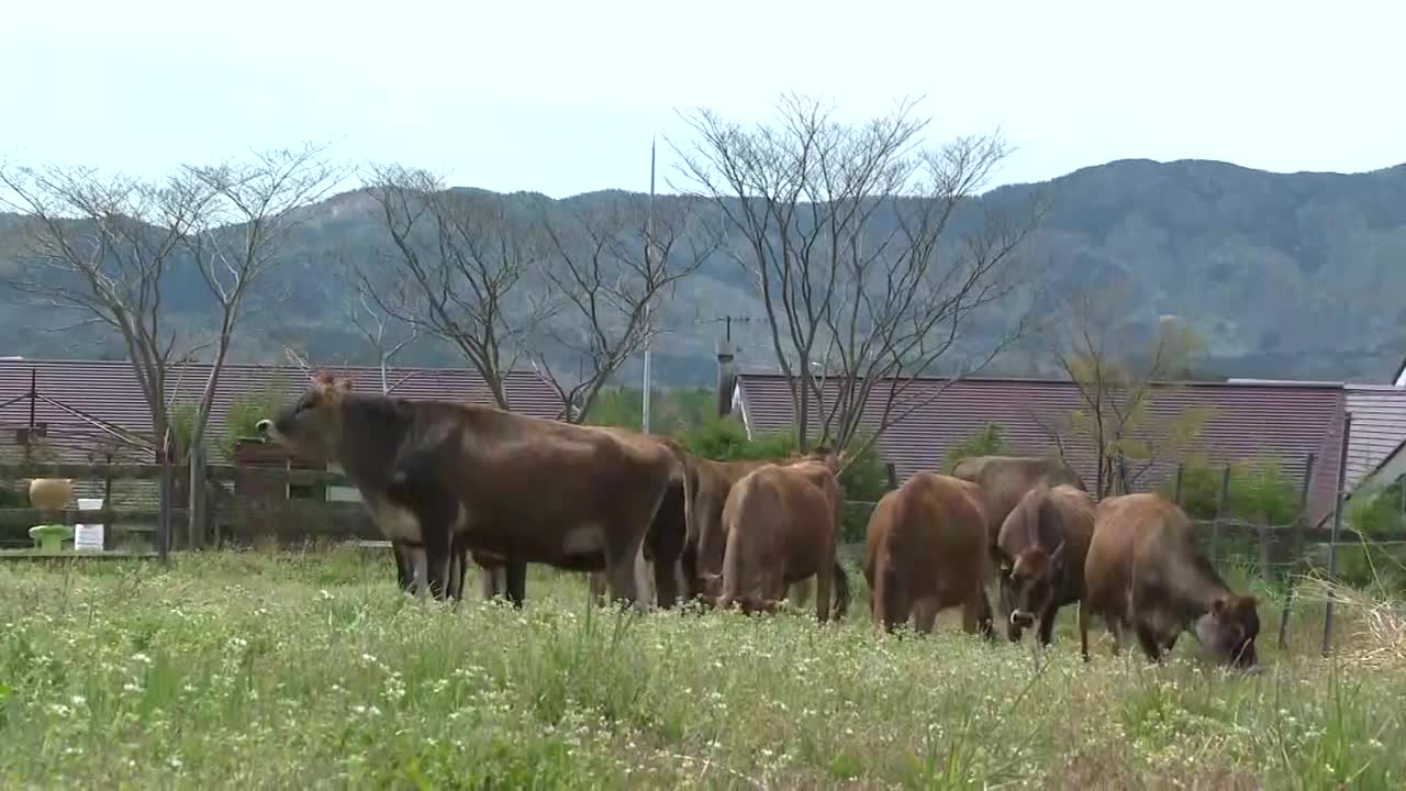 泽西牛牧场，冈山，日本视频素材