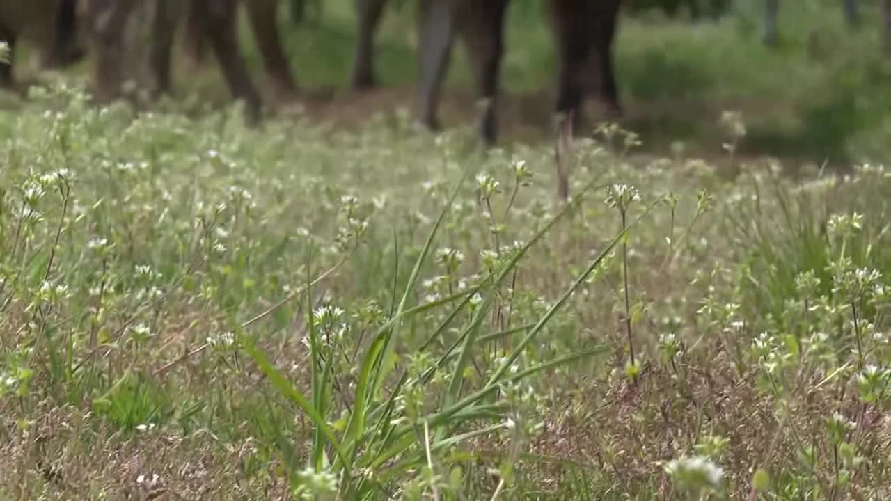 泽西牛牧场，冈山，日本视频素材