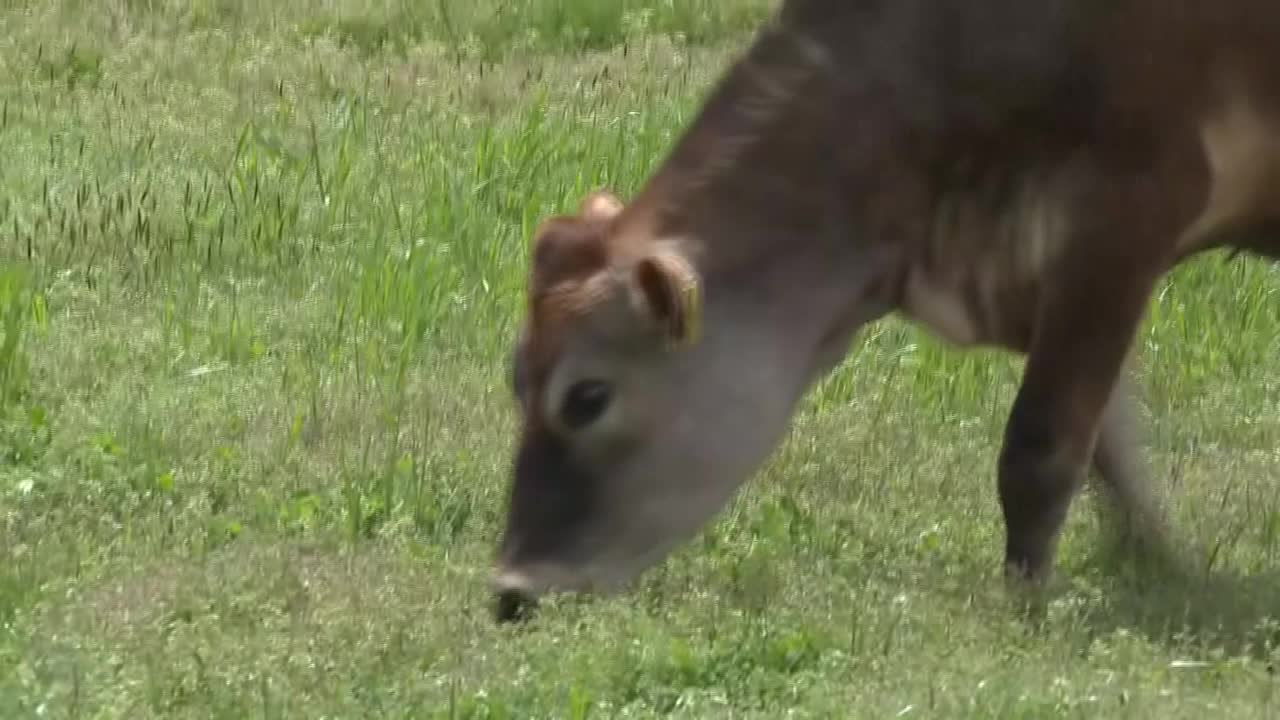 日本冈山泽西牧场视频素材