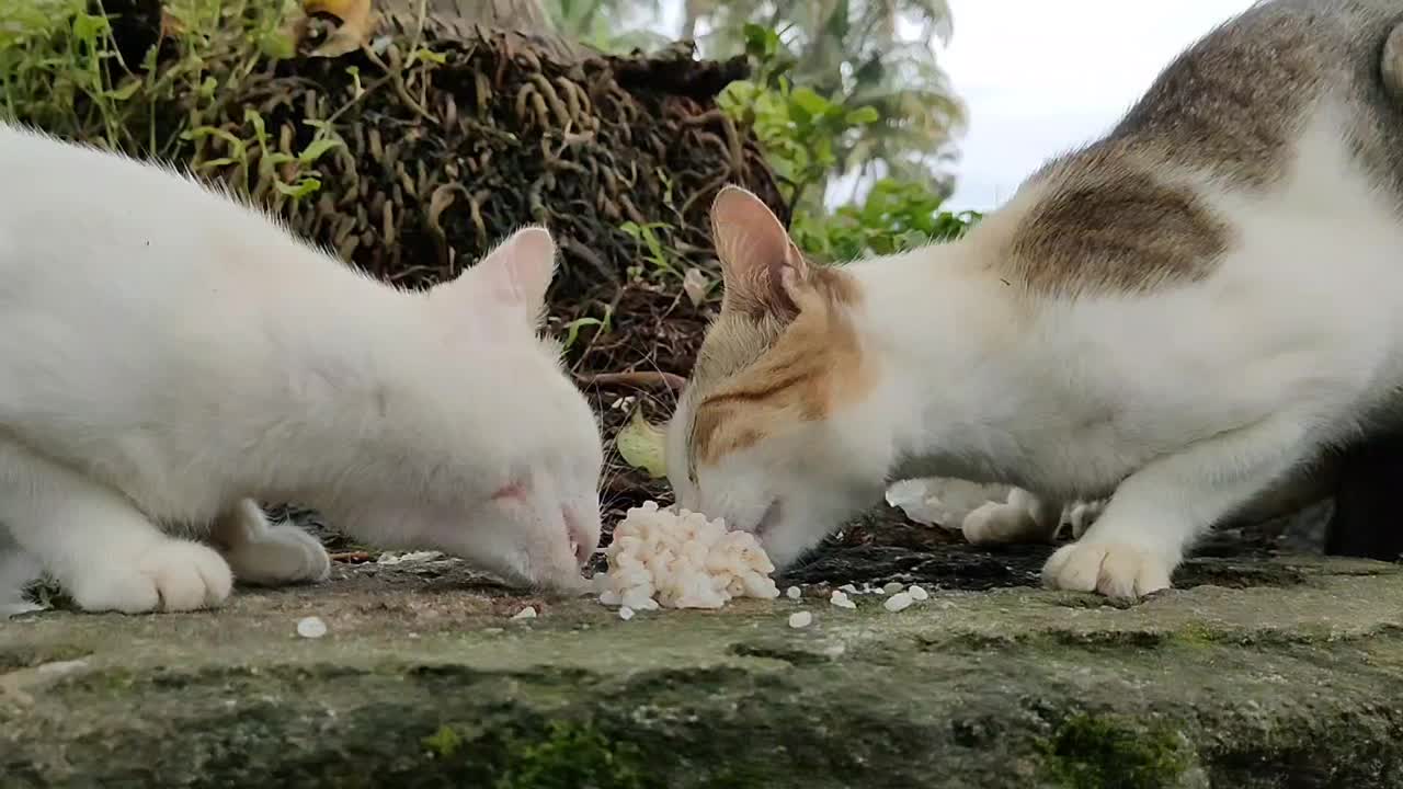 美丽的猫视频素材