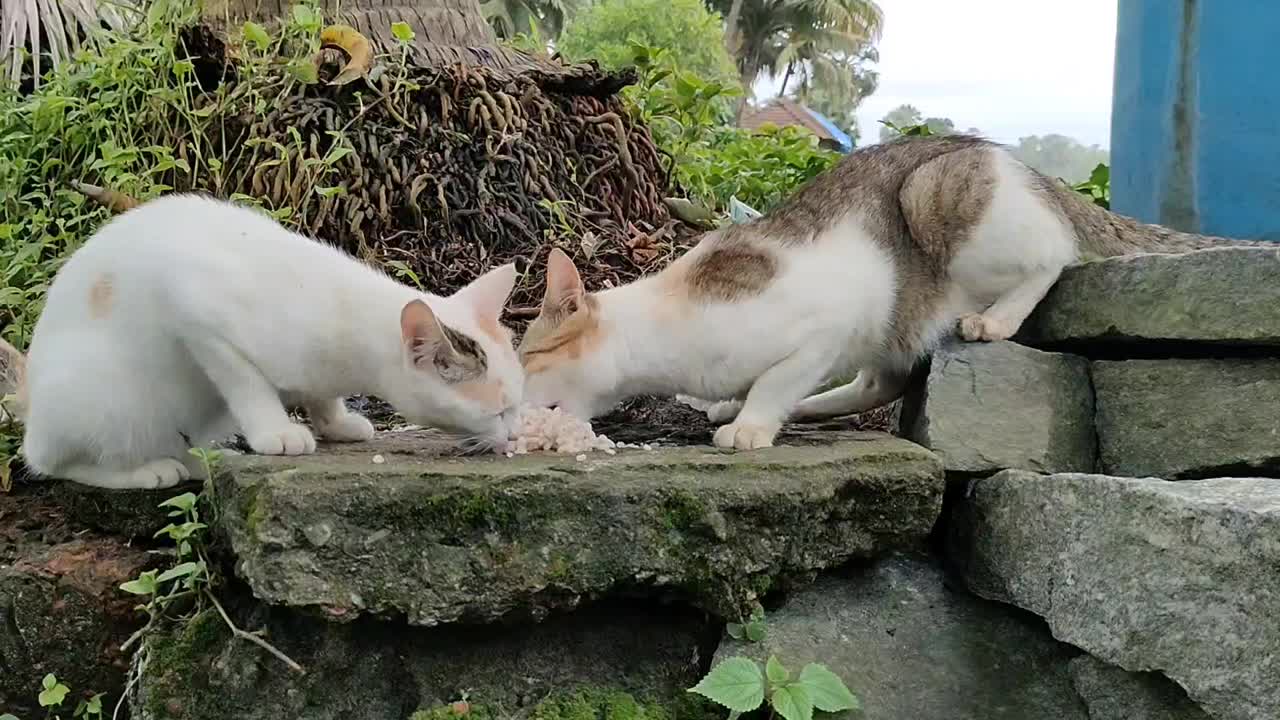 漂亮的猫吃着美味的米饭视频素材