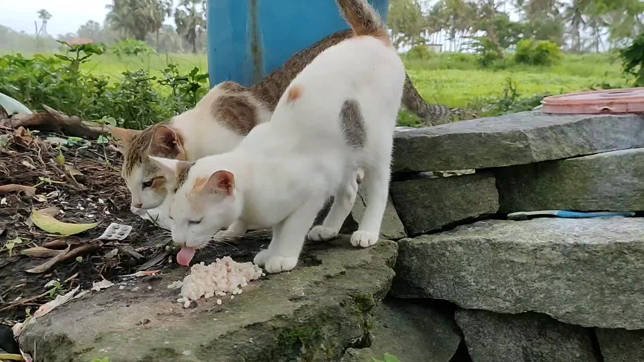 印度猫吃东西视频素材