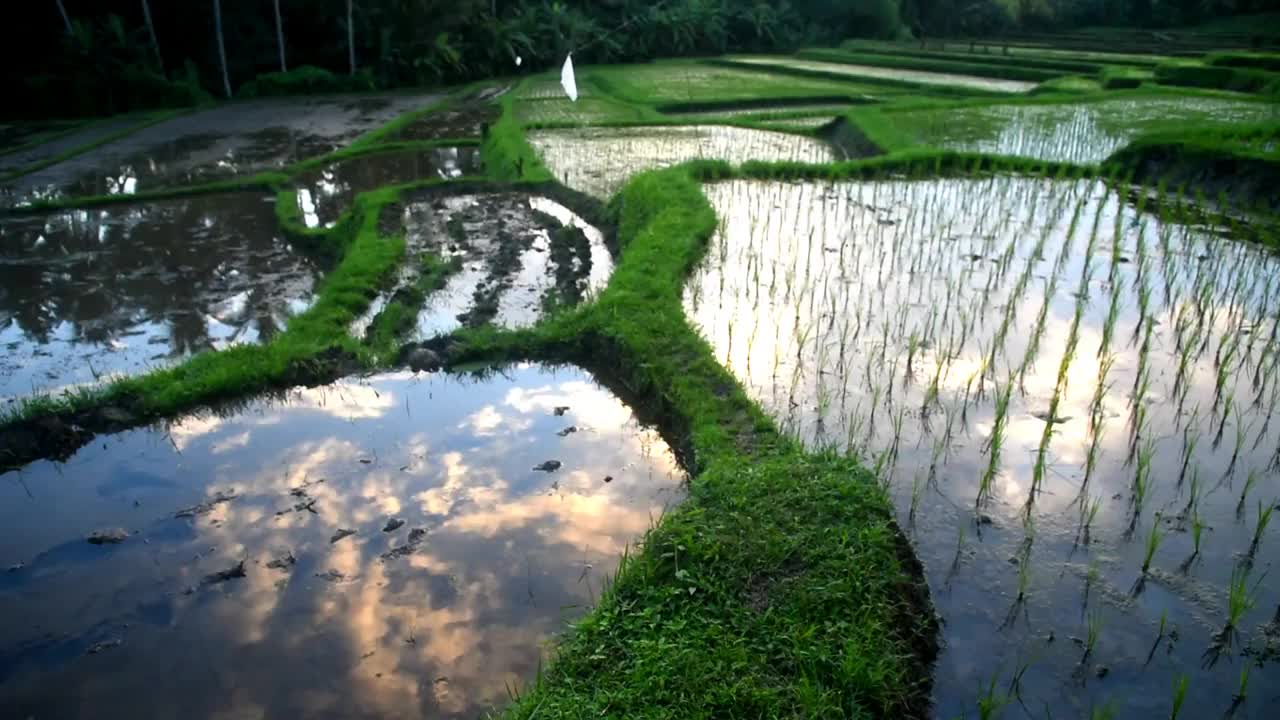 稻田与小水稻种植在下午时间视频素材