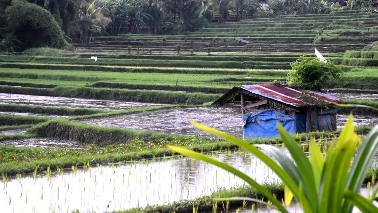 稻田与小水稻种植在下午时间视频素材