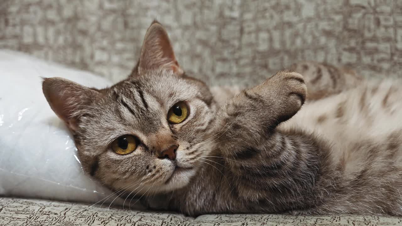 小苏格兰直猫的特写。猫仰面躺在沙发上。视频下载