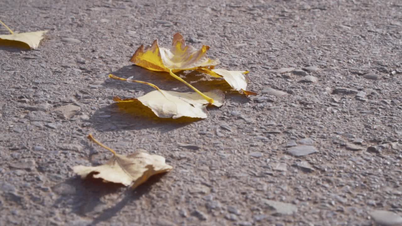 沥青路上干燥的落叶。视频素材