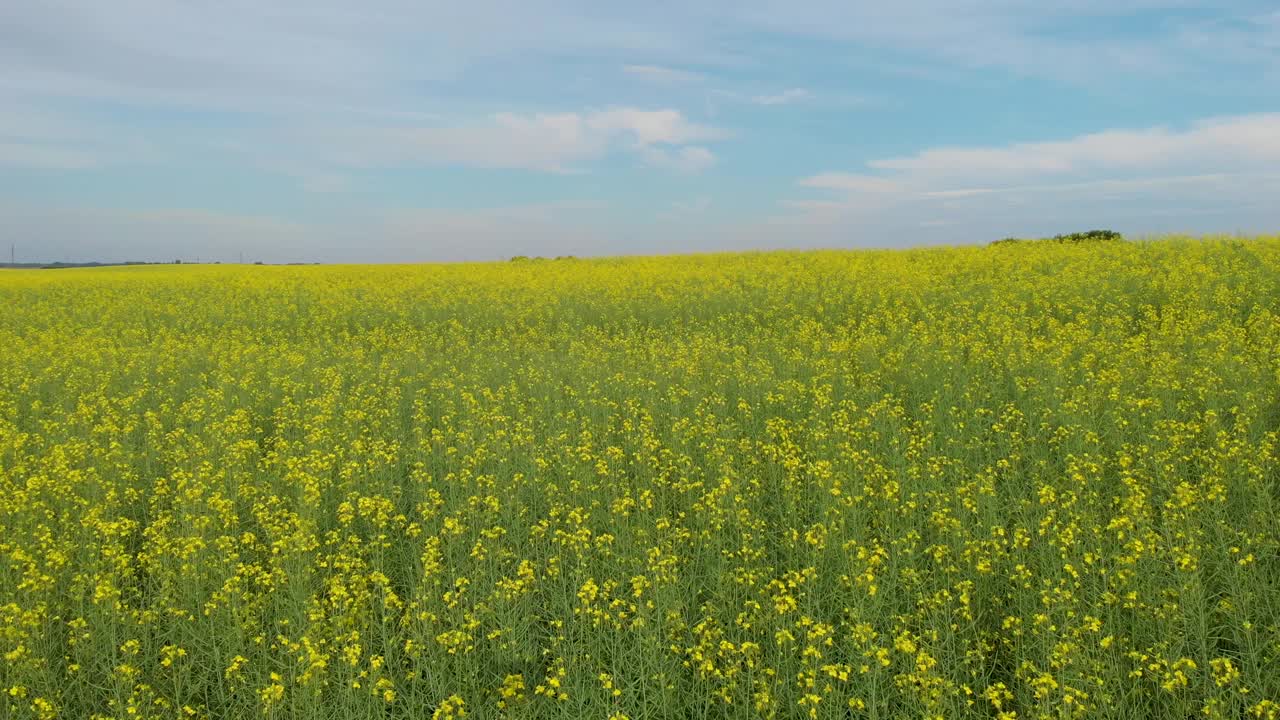 鸟瞰夏季油菜花田视频素材