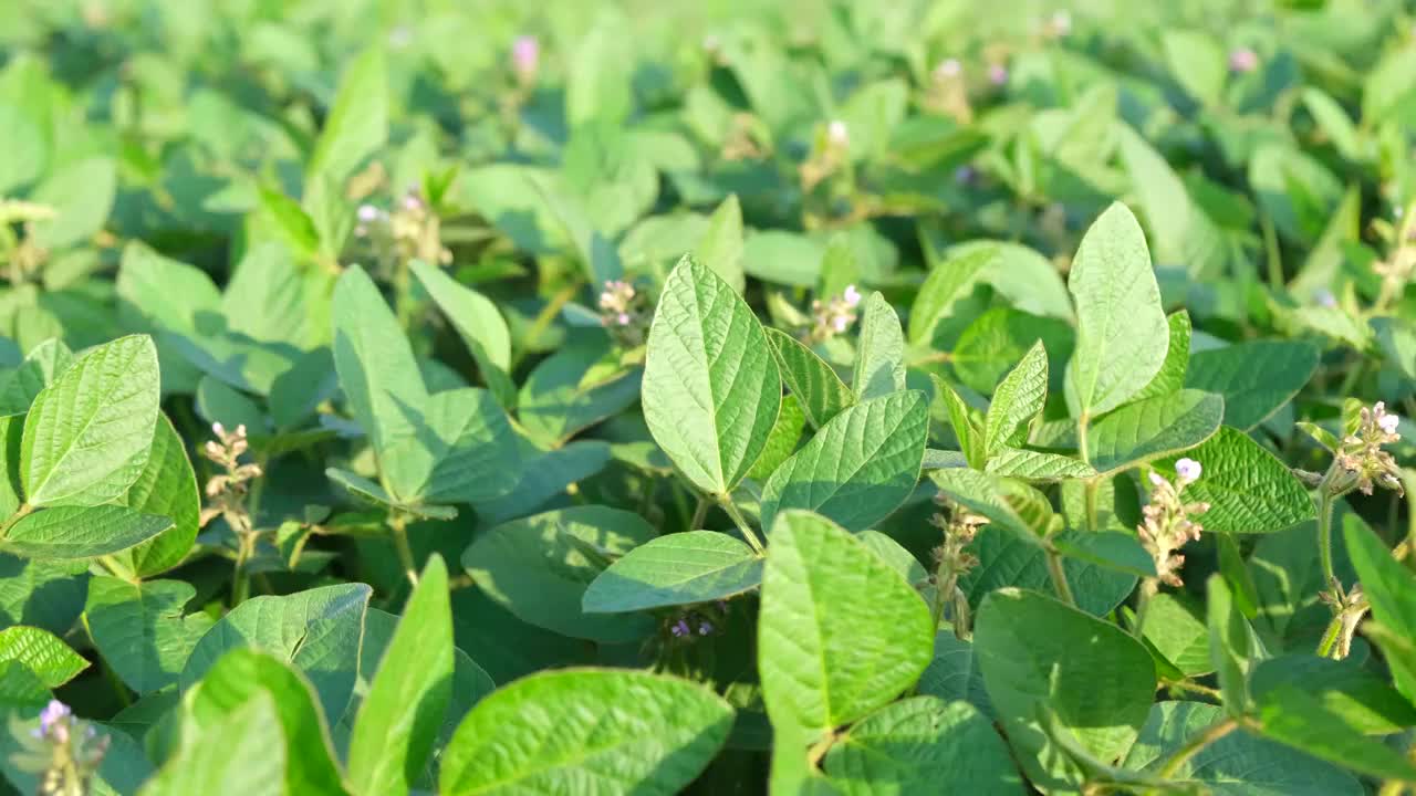 夏季是大豆成熟田，农业景观。视频素材