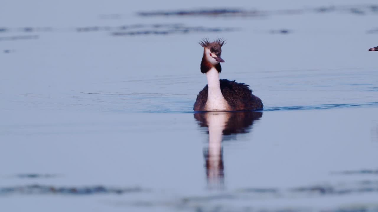 鸟-大冠Grebe (Podiceps cristatus)和小鸡在一个阳光明媚的夏天早晨在湖上游泳。视频素材