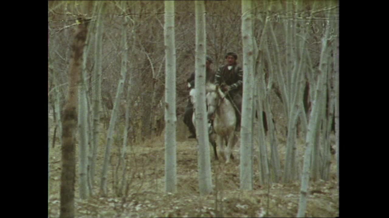 阿富汗，三匹野马在一排树后疾驰;1970年代视频素材