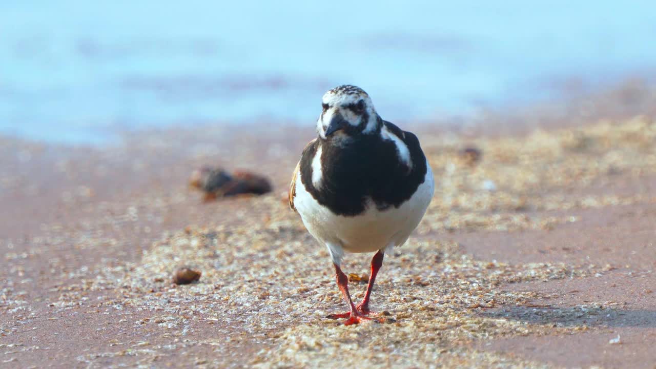 鸟——Ruddy Turnstone (Arenaria解释)在夏天的羽毛沿着沙滩散步，寻找食物并吃掉它。阳光明媚的夏天的夜晚。视频素材