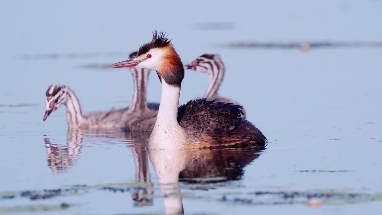 鸟-大冠Grebe (Podiceps cristatus)和小鸡在一个阳光明媚的夏天早晨在湖上游泳。视频素材