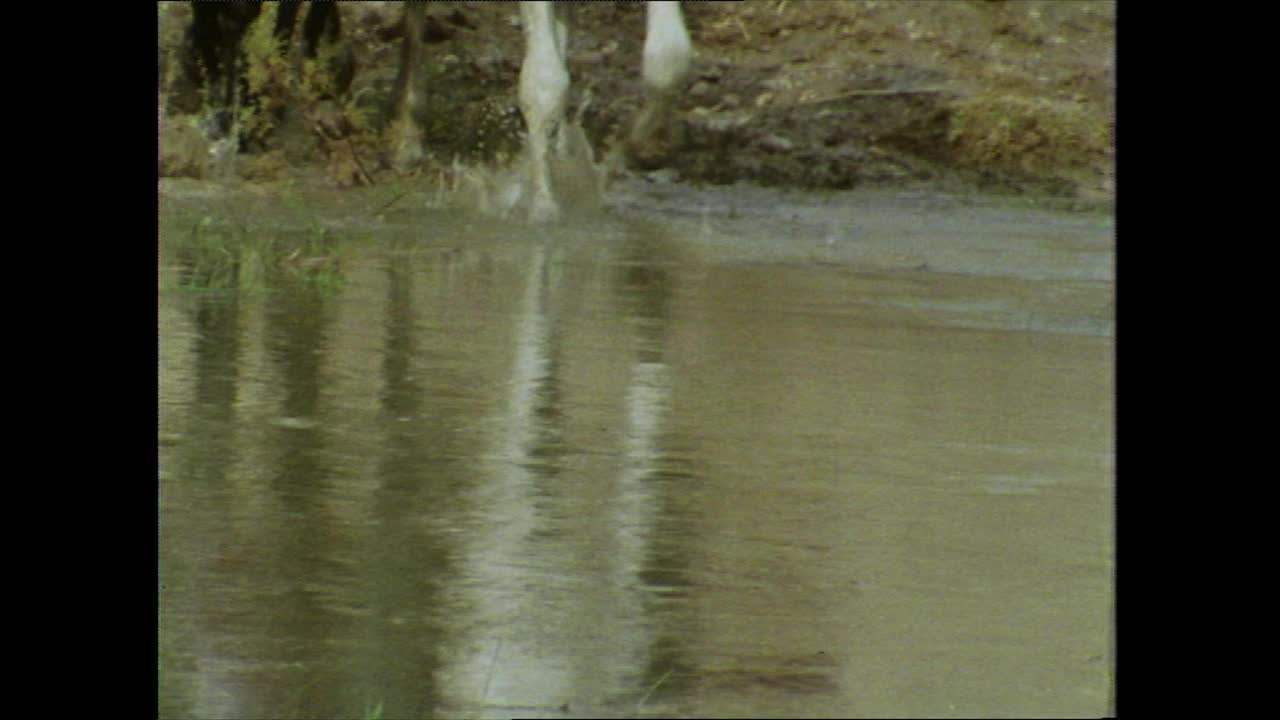 阿富汗，马在浅溪中溅起水花;1970年代视频素材