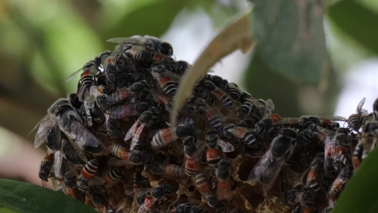 一群蜜蜂在树枝上的蜂巢上休息视频素材