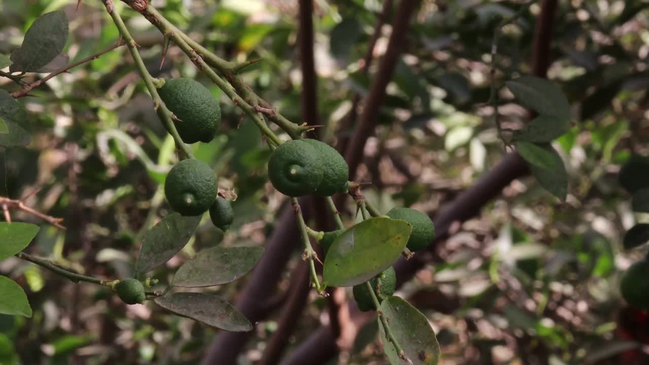 绿色新鲜的生柠檬水果挂在柠檬树上视频素材