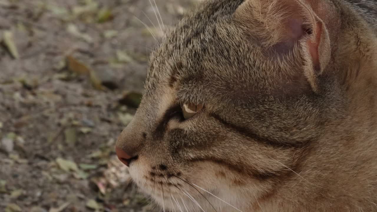 猫坐着，睁着眼睛看着摄像机视频素材