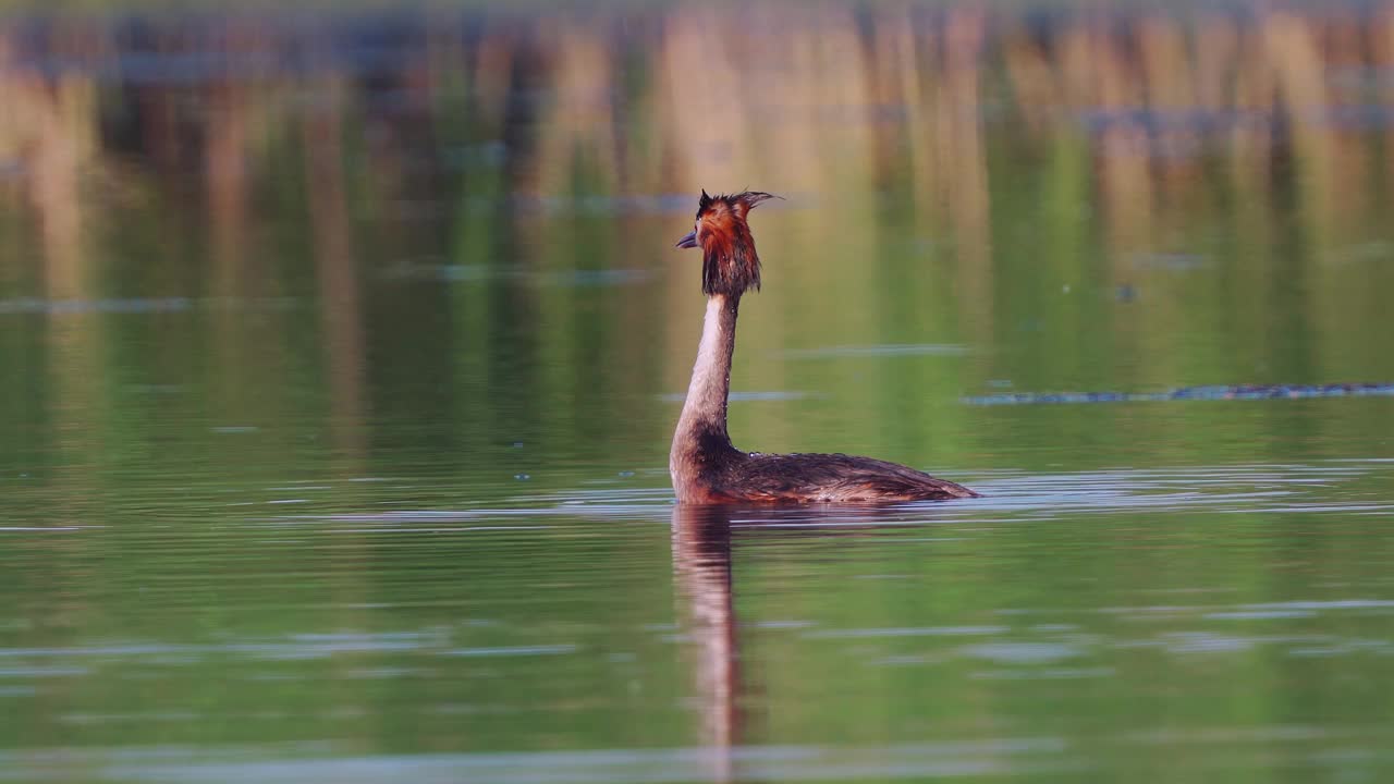 在一个阳光明媚的夏日早晨，大冠Grebe (Podiceps cristatus)在湖上游泳。视频素材