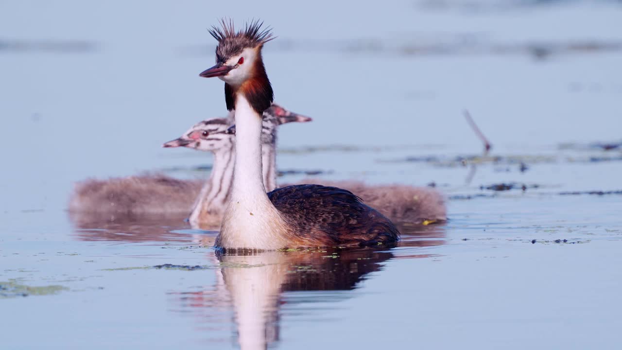 鸟-大冠Grebe (Podiceps cristatus)和小鸡在一个阳光明媚的夏天早晨在湖上游泳。视频素材