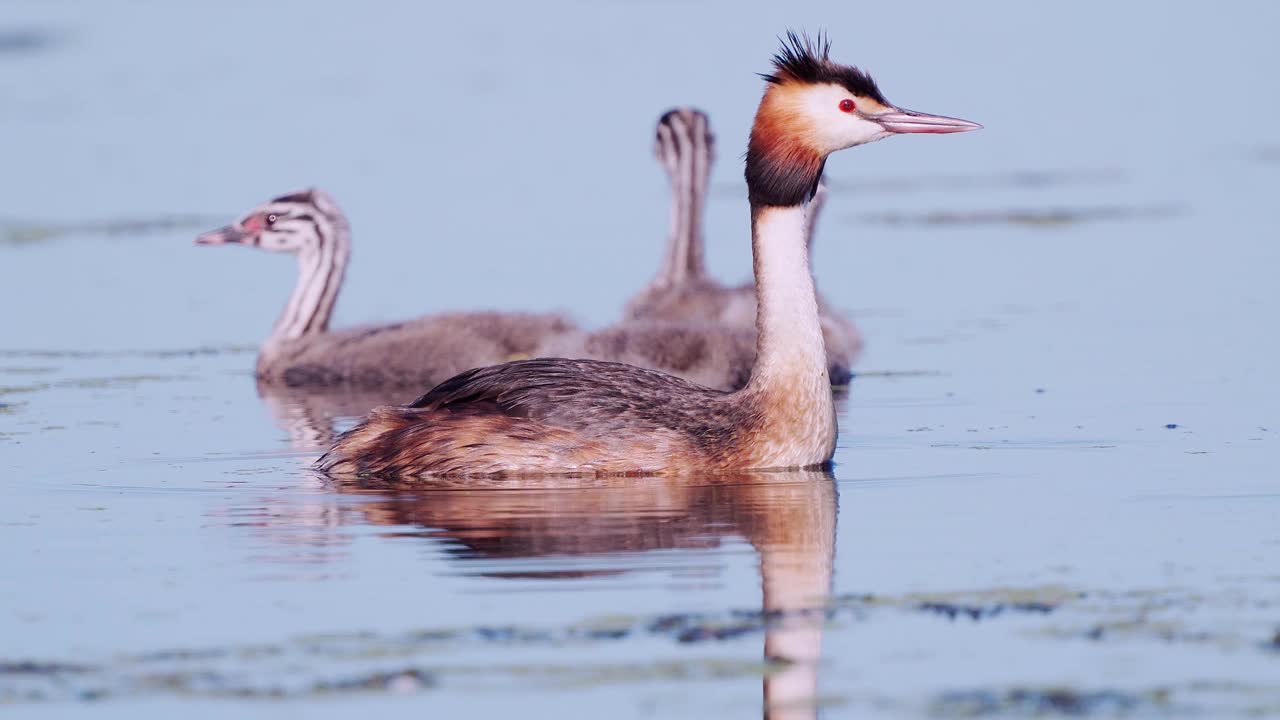 鸟-大冠Grebe (Podiceps cristatus)和小鸡在一个阳光明媚的夏天早晨在湖上游泳。视频素材