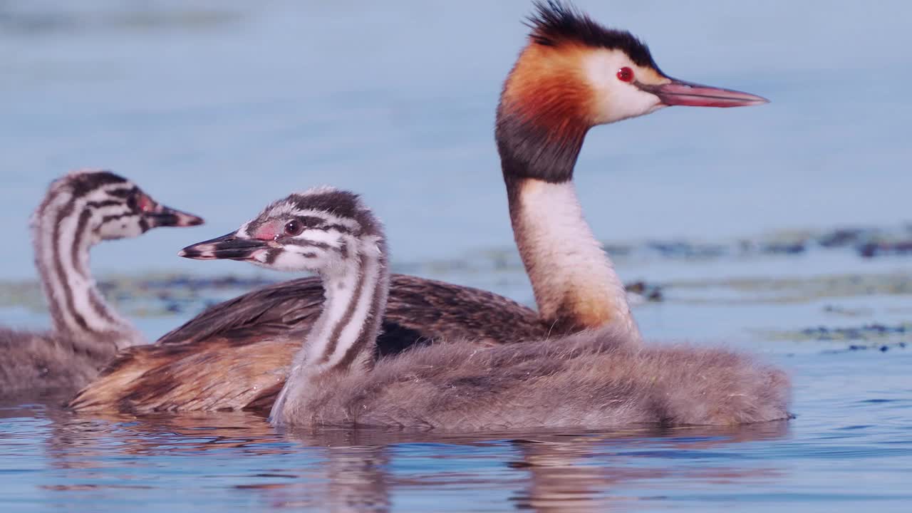 鸟-大冠Grebe (Podiceps cristatus)和小鸡在一个阳光明媚的夏天早晨在湖上游泳。视频素材