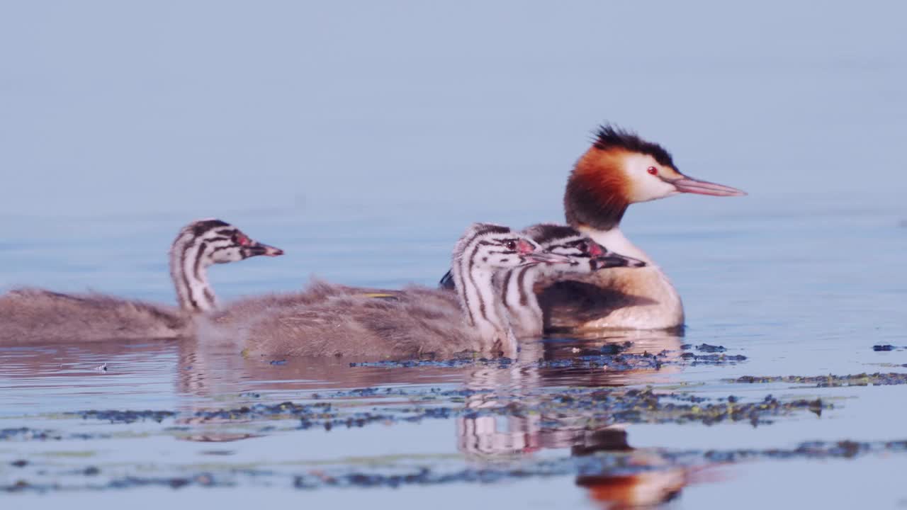 鸟-大冠Grebe (Podiceps cristatus)和小鸡在一个阳光明媚的夏天早晨在湖上游泳。视频素材