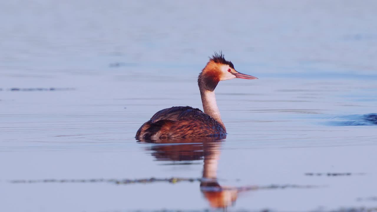 鸟-大冠Grebe (Podiceps cristatus)和小鸡在一个阳光明媚的夏天早晨在湖上游泳。视频素材