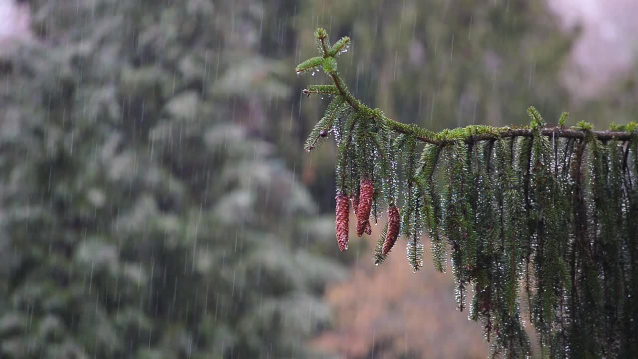 树林里的雨天视频素材