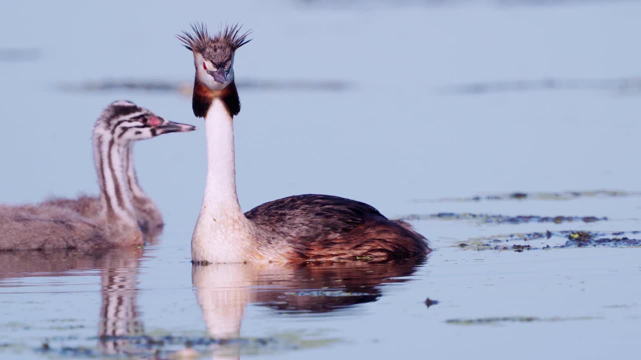 鸟-大冠Grebe (Podiceps cristatus)和小鸡在一个阳光明媚的夏天早晨在湖上游泳。视频素材