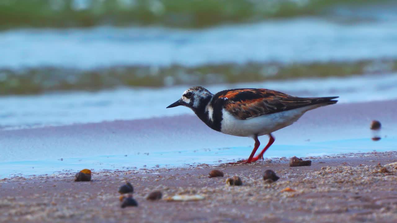 鸟——Ruddy Turnstone (Arenaria解释)在夏天的羽毛沿着沙滩散步，寻找食物并吃掉它。视频素材