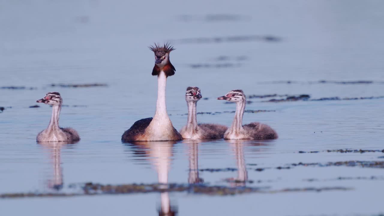 鸟-大冠Grebe (Podiceps cristatus)和小鸡在一个阳光明媚的夏天早晨在湖上游泳。视频素材