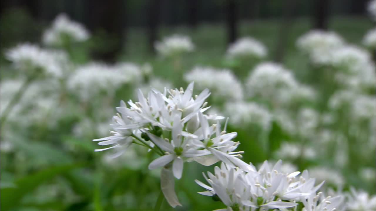 森林草地鲜花。野花用香味吸引昆虫。视频素材