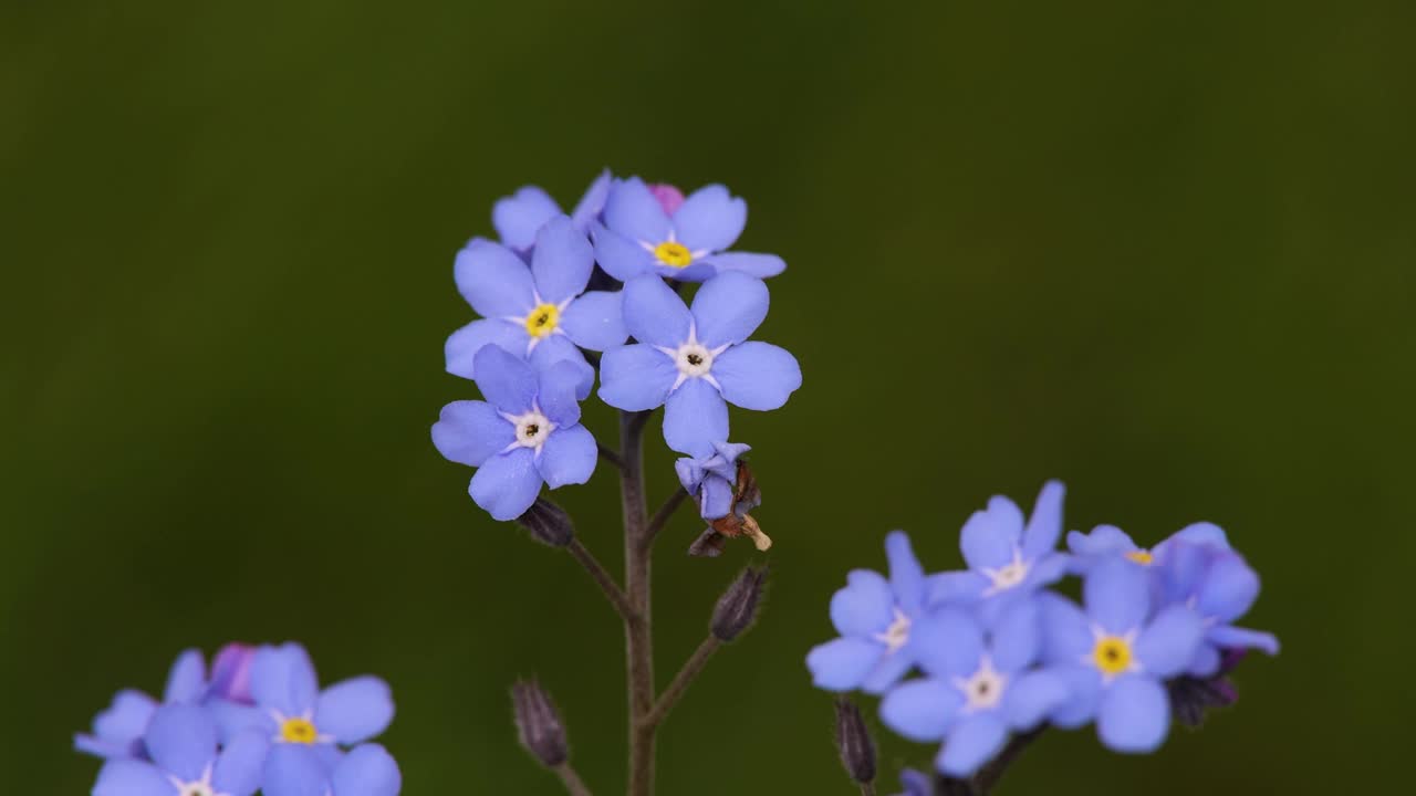 蓝忘我不忘花过绿视频素材