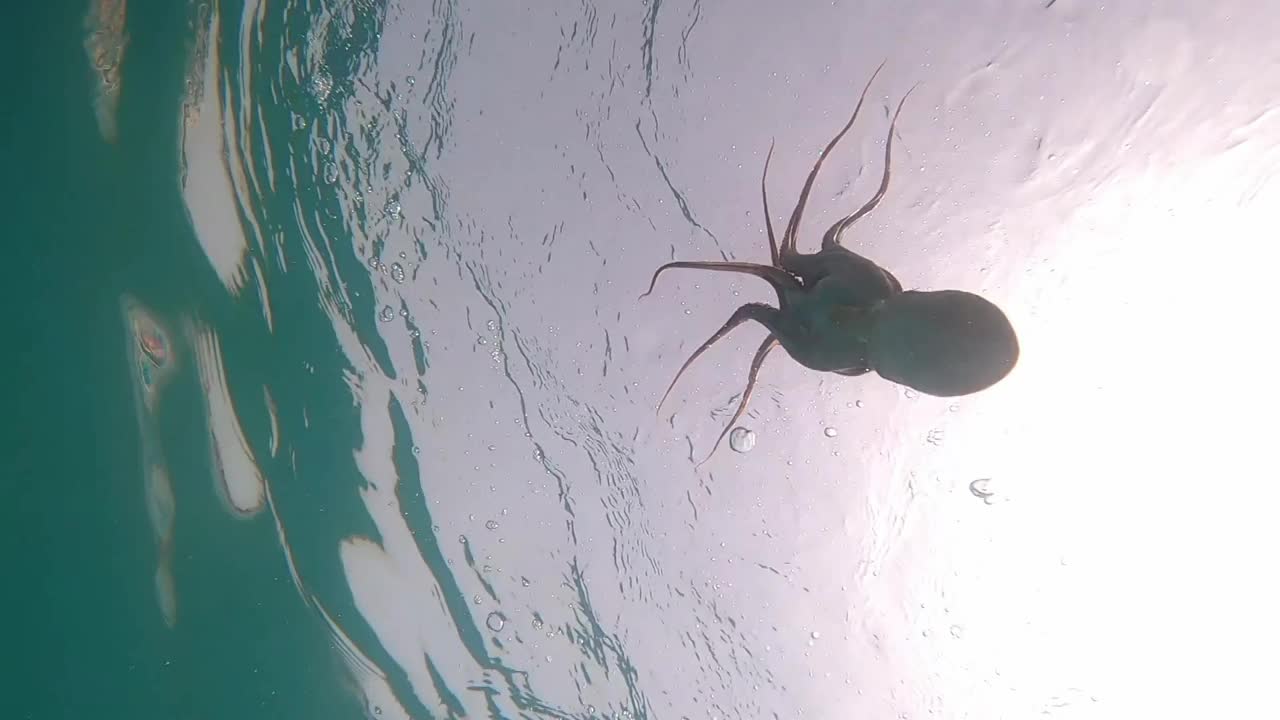 野生章鱼张开双臂，在地中海水下看到这种生物试图保护自己游泳视频素材