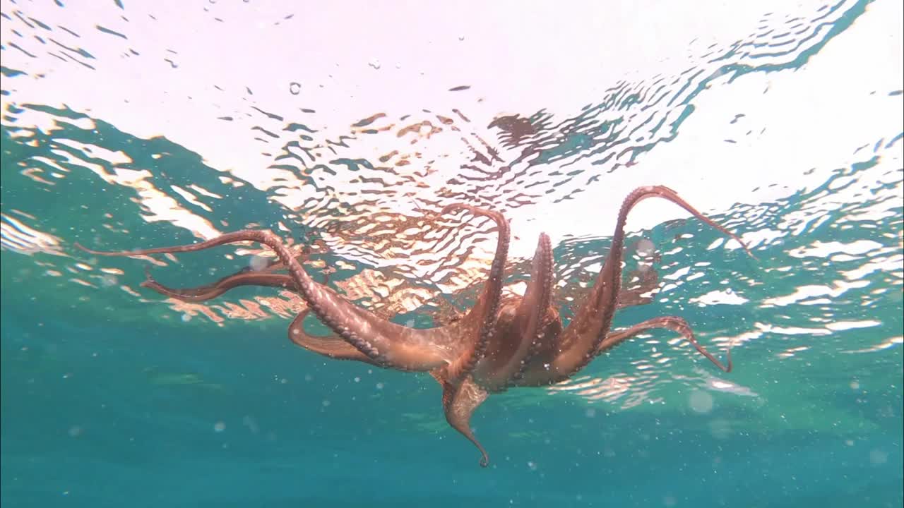 野生章鱼张开双臂，在地中海水下看到这种生物试图保护自己游泳视频素材