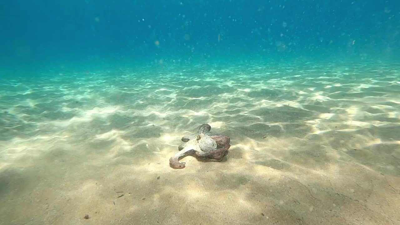 野生章鱼张开双臂，在地中海水下看到这种生物试图保护自己游泳视频素材