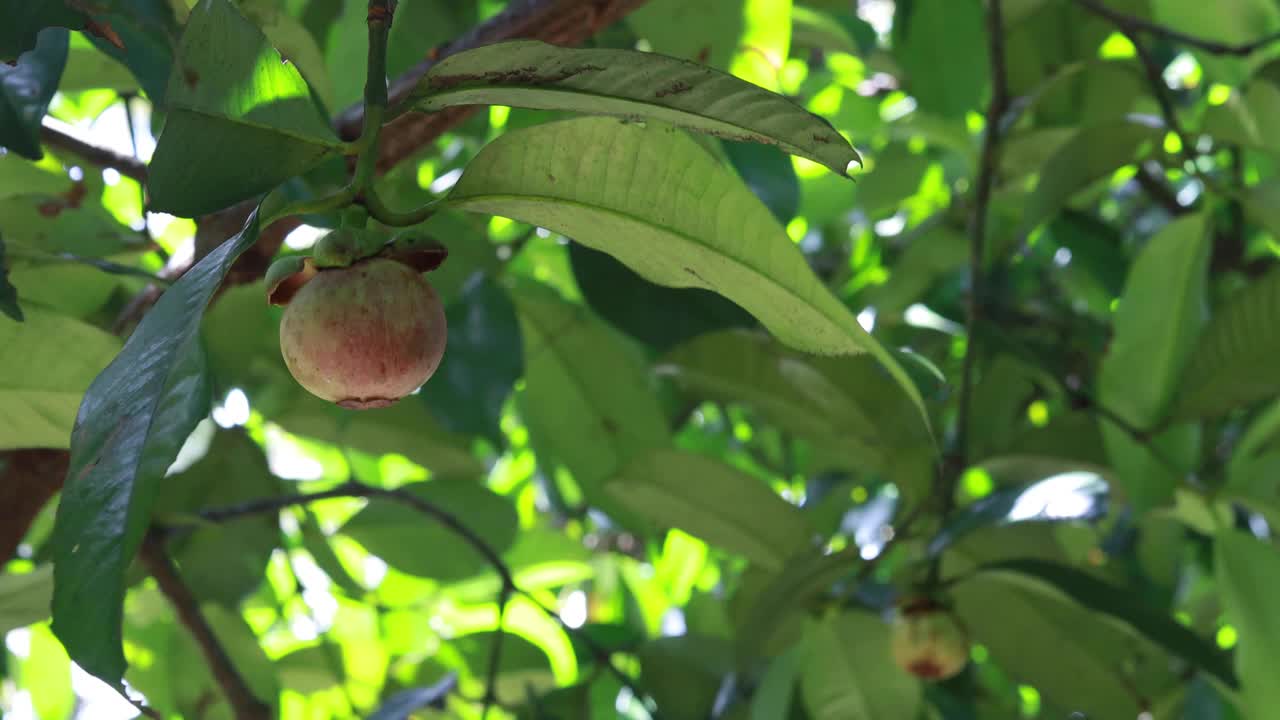 收获山竹果。视频下载