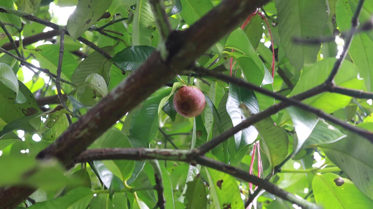 收获山竹果。视频下载