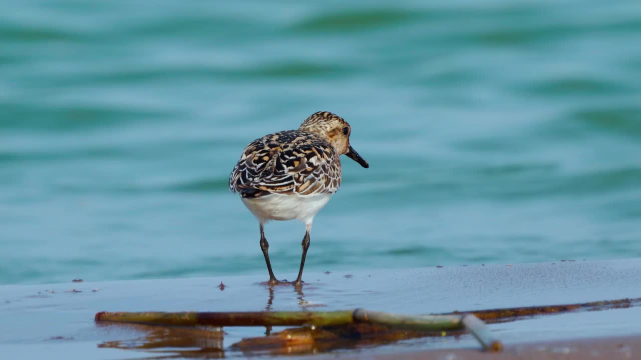 在一个阳光明媚的夏日早晨，一只叫Sanderling (Calidris alba)的鸟沿着沙滩和浅水区散步。视频素材