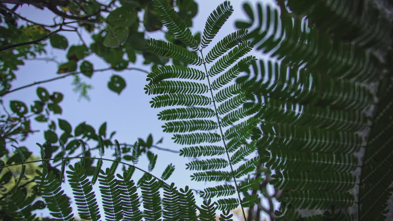 蕨类植物的叶子的细节视频素材