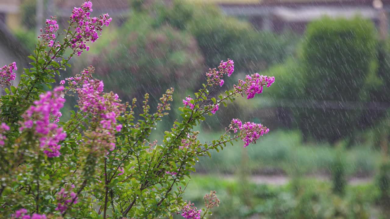 夏雨枝2视频素材