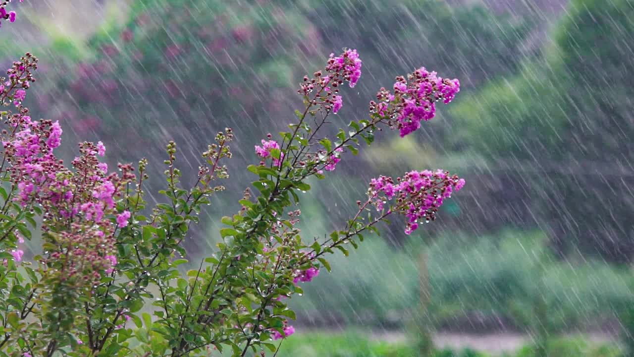 夏雨分支视频素材