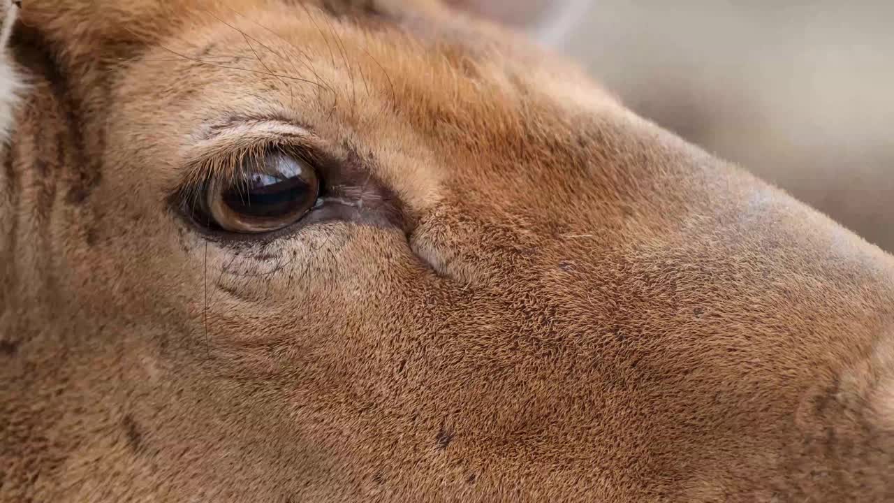 加拿大鹿靠近了。鹿的微距摄影视频素材