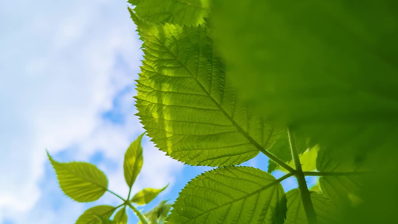 夏天的背景。新鲜的绿色叶子在蓝色的天空背景。在阳光明媚的日子里，树叶在风中摇曳。视频素材