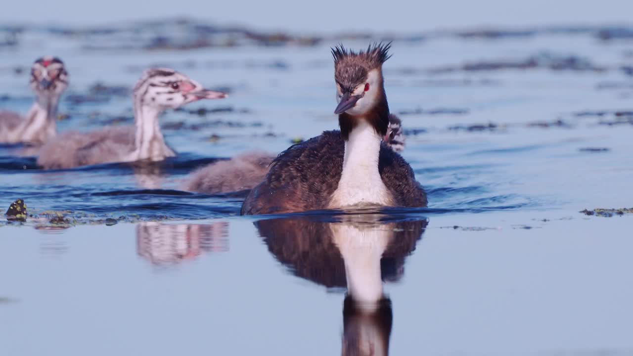 鸟-大冠Grebe (Podiceps cristatus)和小鸡在一个阳光明媚的夏天早晨在湖上游泳。视频素材