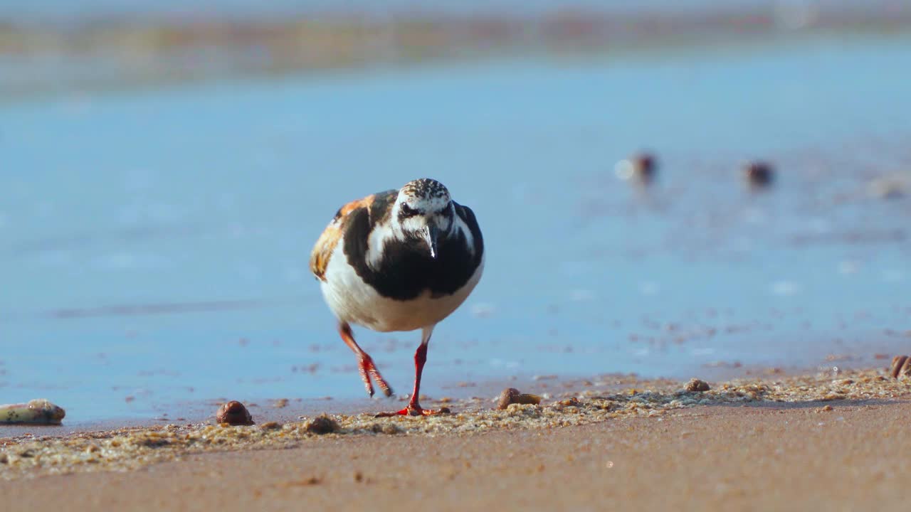 鸟——Ruddy Turnstone (Arenaria解释)在夏天的羽毛沿着沙滩散步，寻找食物并吃掉它。阳光明媚的夏天的夜晚。视频素材