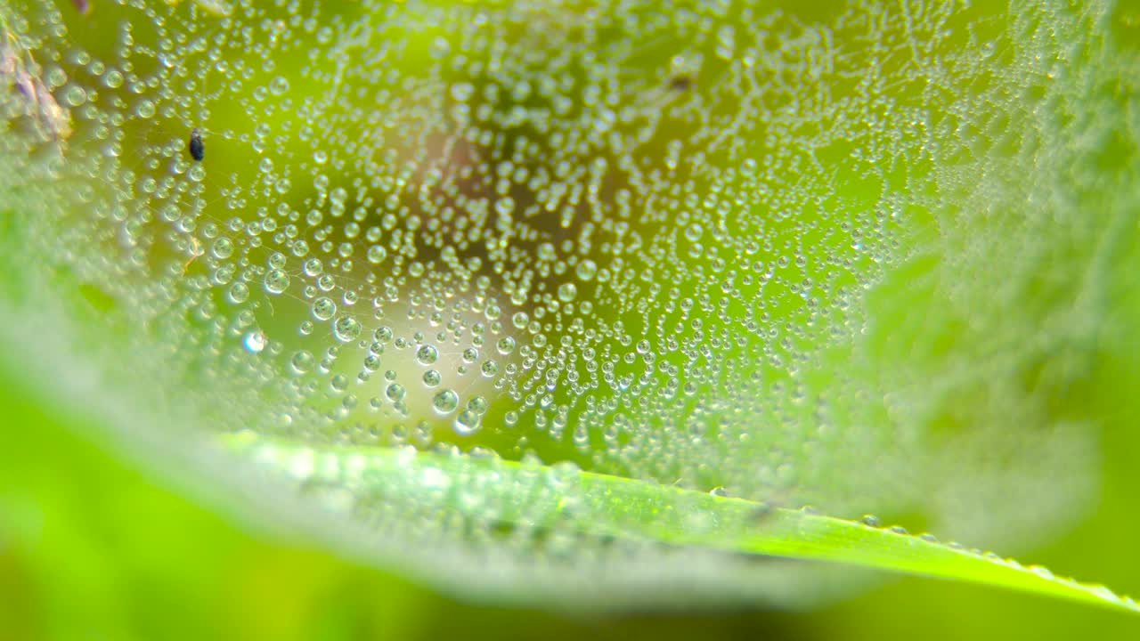 蜘蛛网上的水滴视频素材