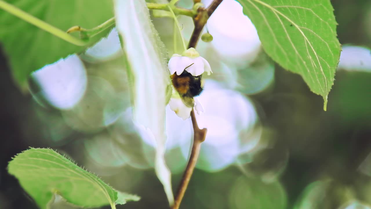 大黄蜂为猕猴桃的白花授粉。慢镜头x5。近距离视频素材