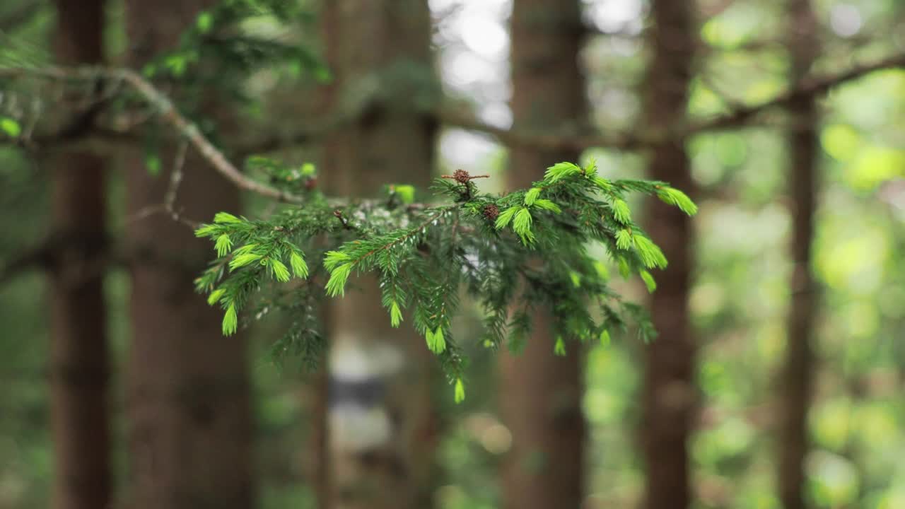 森林中的松枝背景特写视频素材